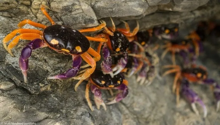 Haloween Moon Crabs in Panama