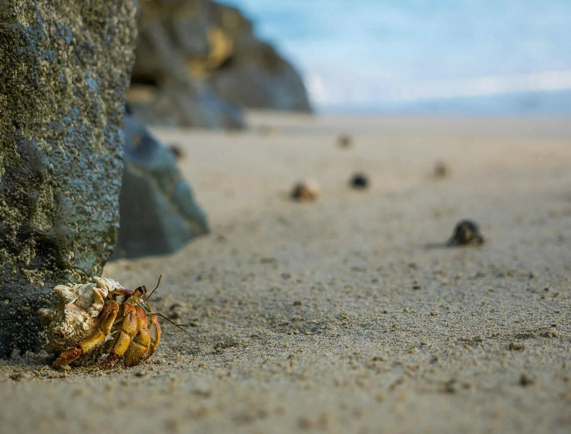 A crab on an adventurous crawl beside a rock.