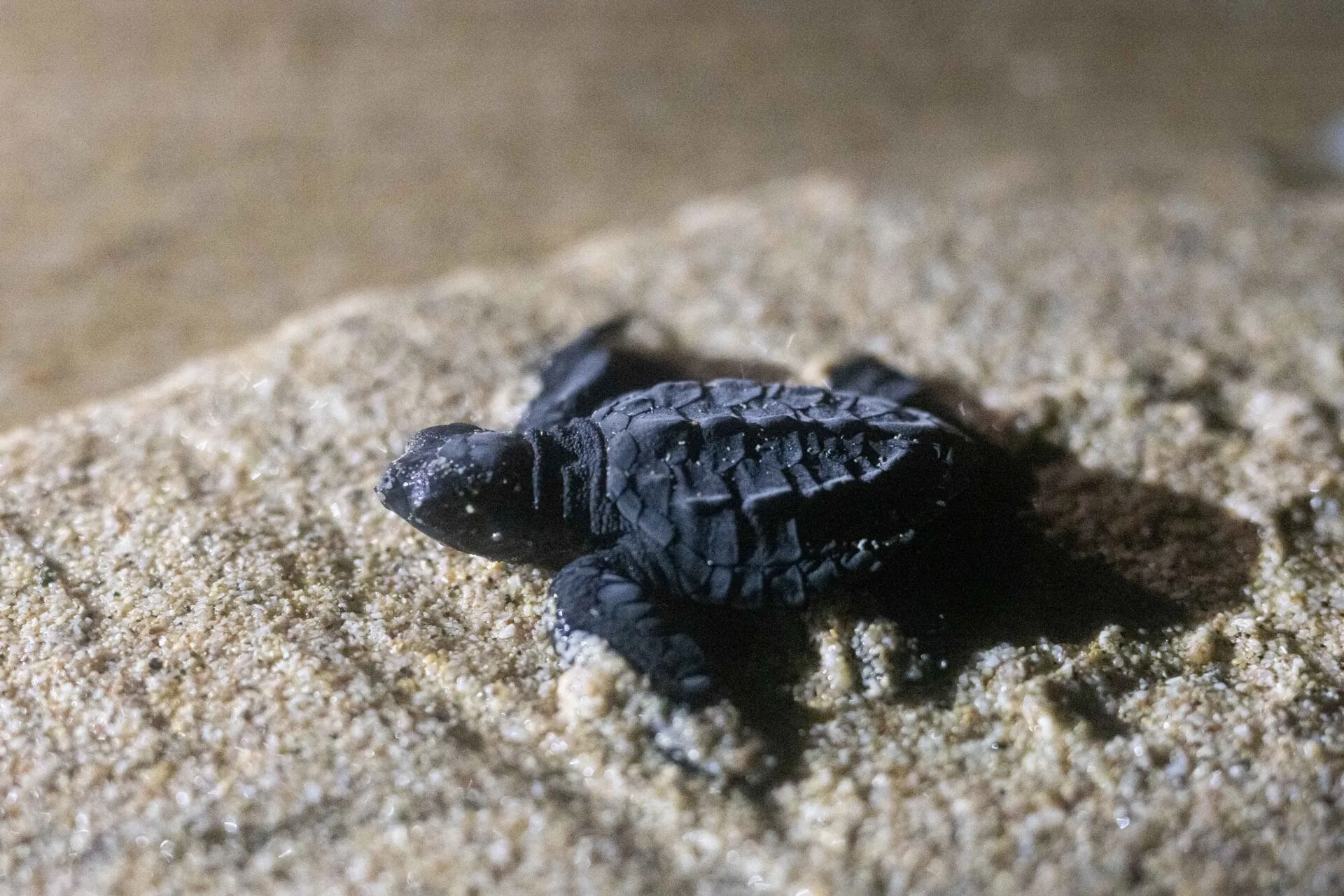 baby turtle panama 