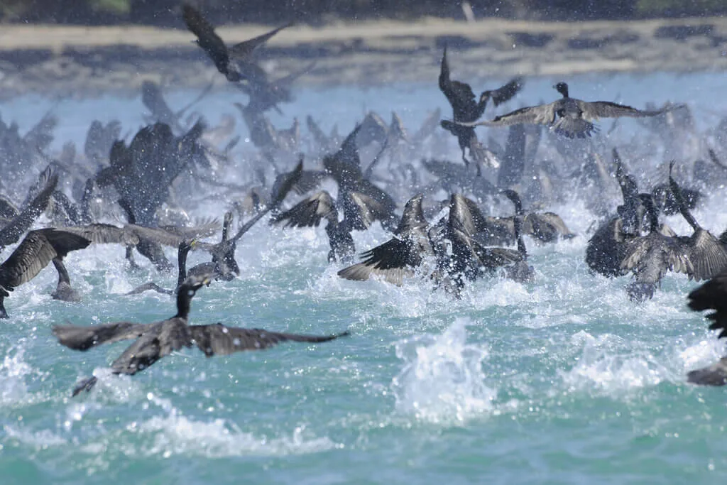 Cormorants diving and splashing in the water during a private desert island survival adventure in Panama.