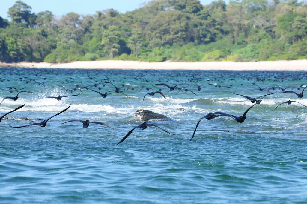 birds flying over water panama