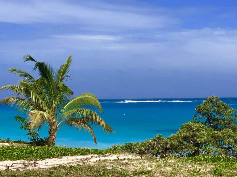 Anambas Island Guide: Your Ultimate Adventure in the South China Sea 1 A beach with a palm tree and blue water.