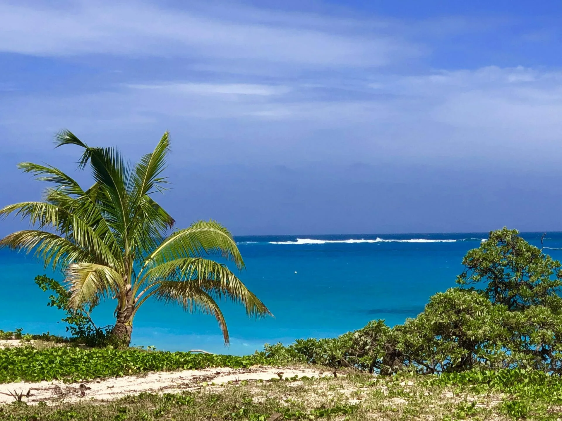 A beach with a palm tree and blue water.