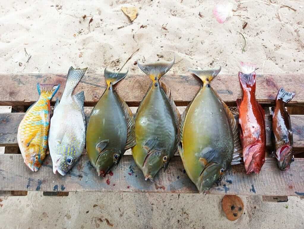 A group of fish sitting on a wooden plank.