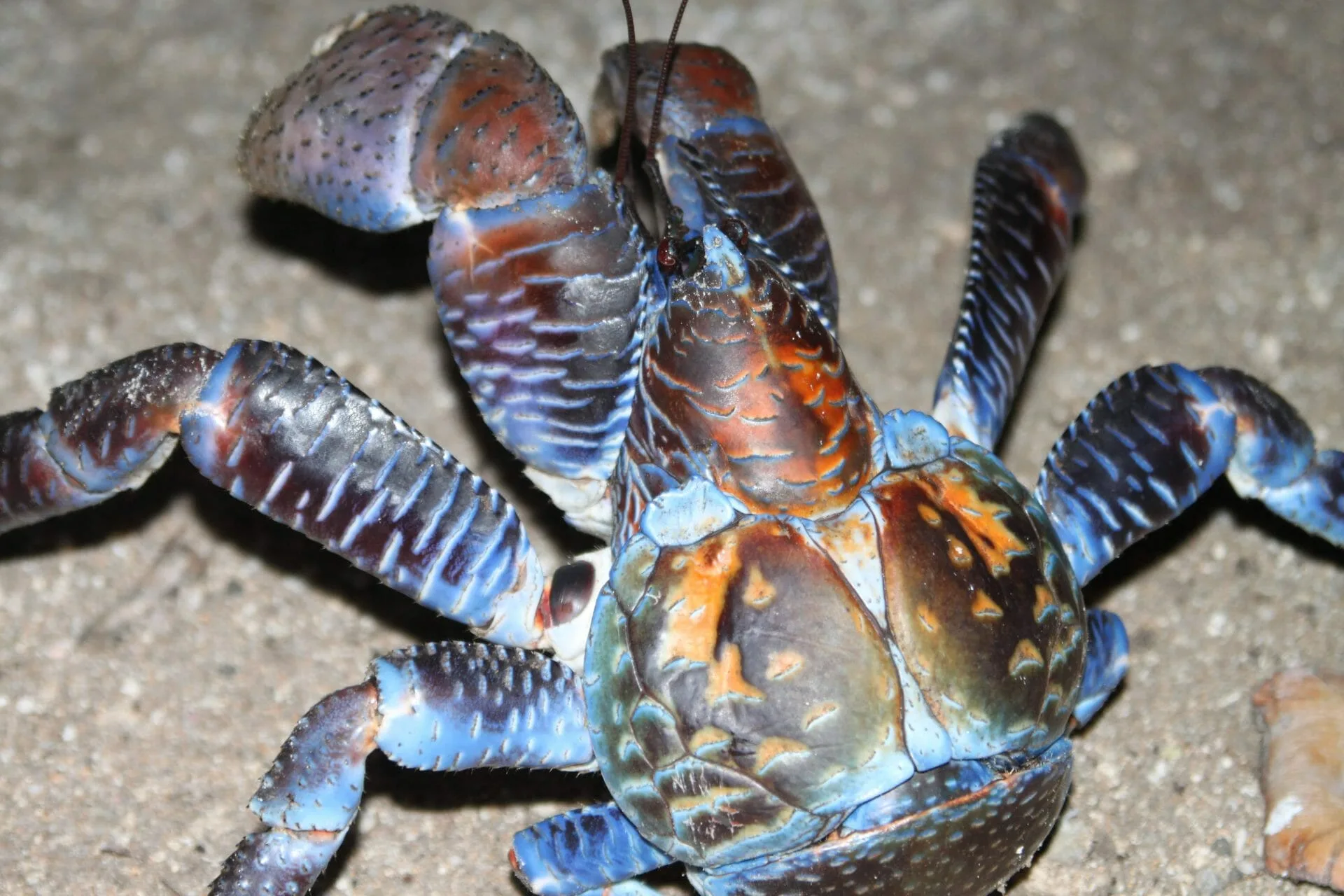 Crab on beach. Risks on a survival holiday