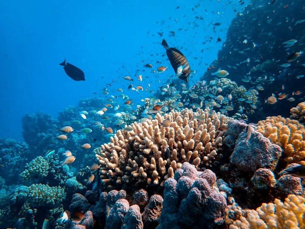 A vibrant coral reef teaming with fish and corals in Indonesia.