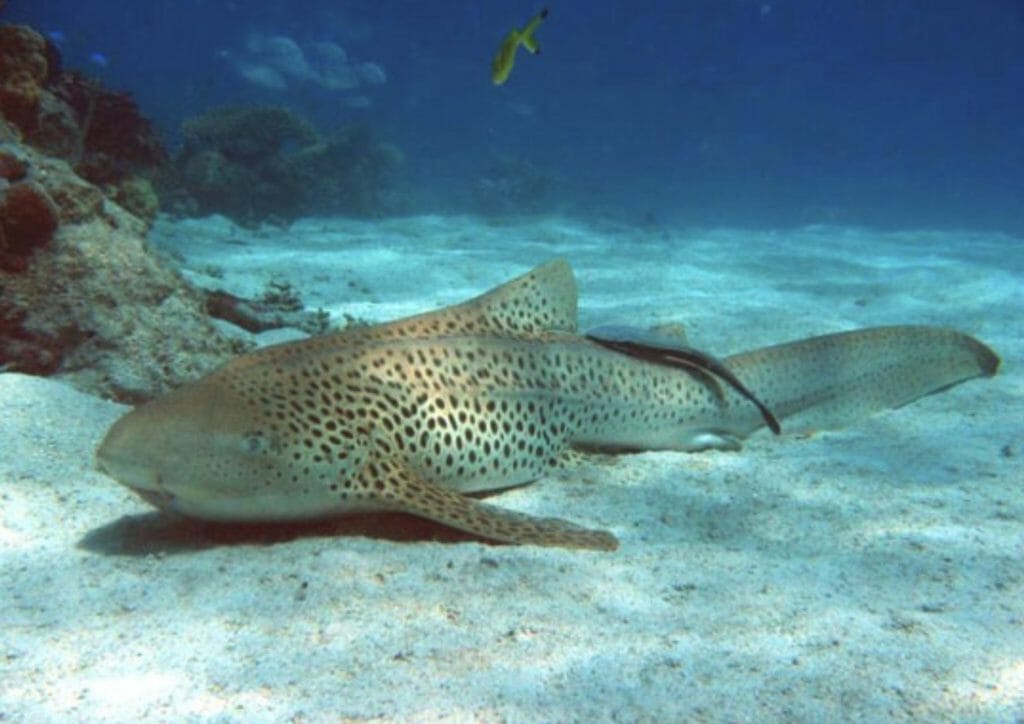 A shark laying on the sand near a coral reef.