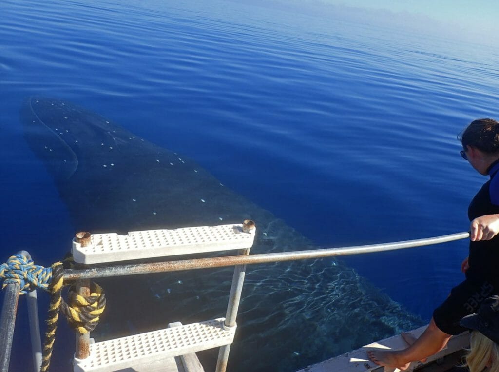 A group of people looking at a whale from a boat.