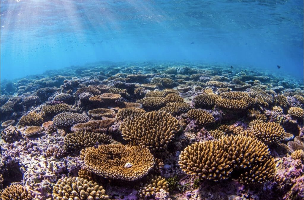 A coral reef with sunlight shining on it.