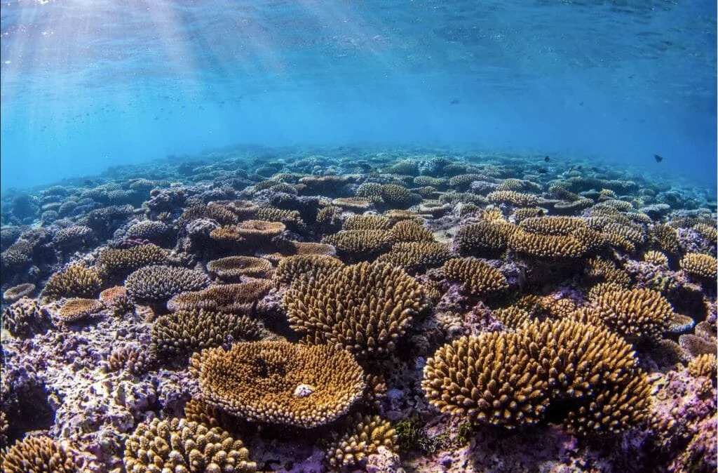 A coral reef with sunlight shining on it.