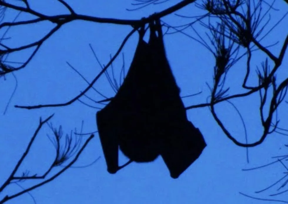 A silhouette of a bat hanging from a tree.