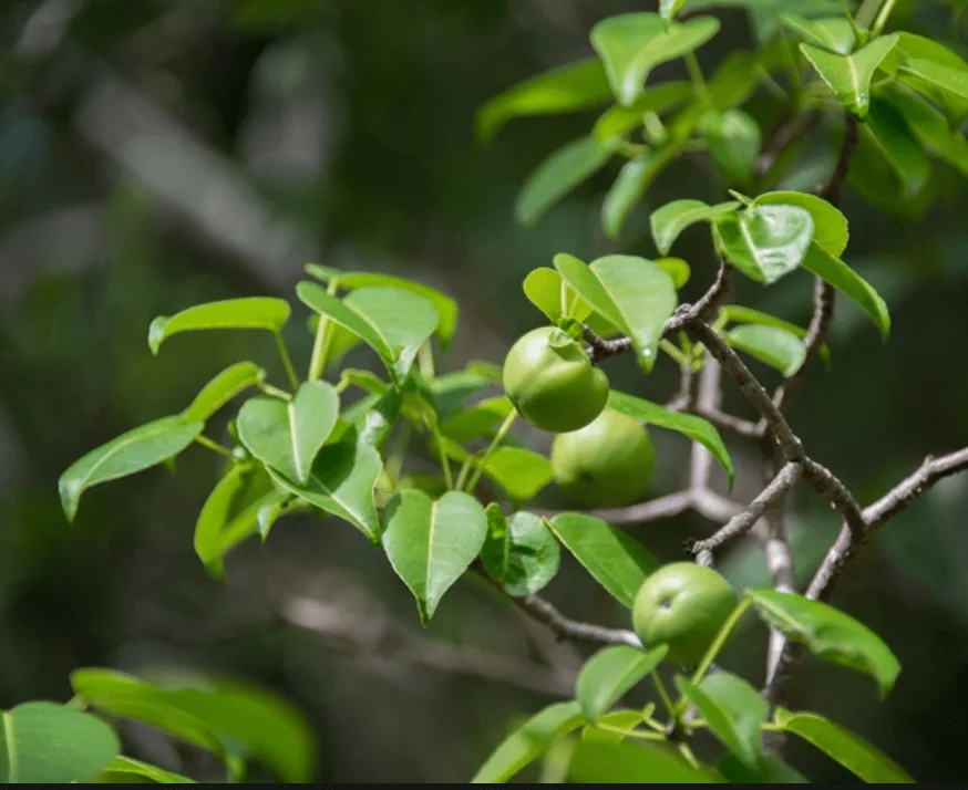 Manchineel, the most deadly tree on the planet.