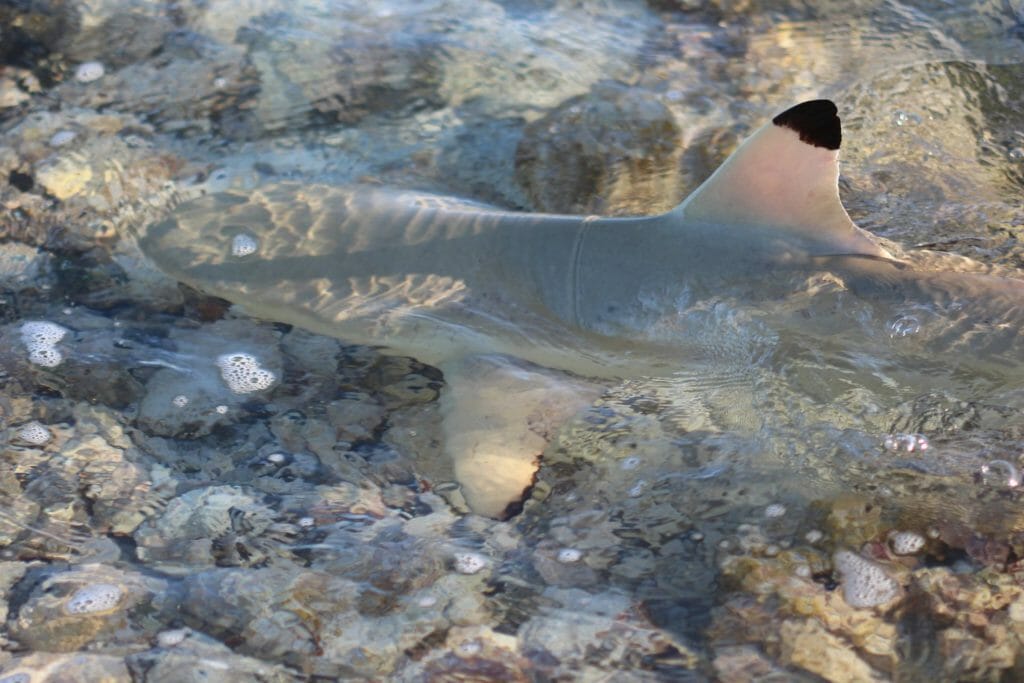 Risks and Dangers 1 sharks