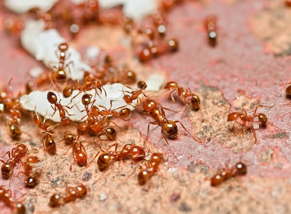 Risks and Dangers 6 Fire Ants Hero 3 2X