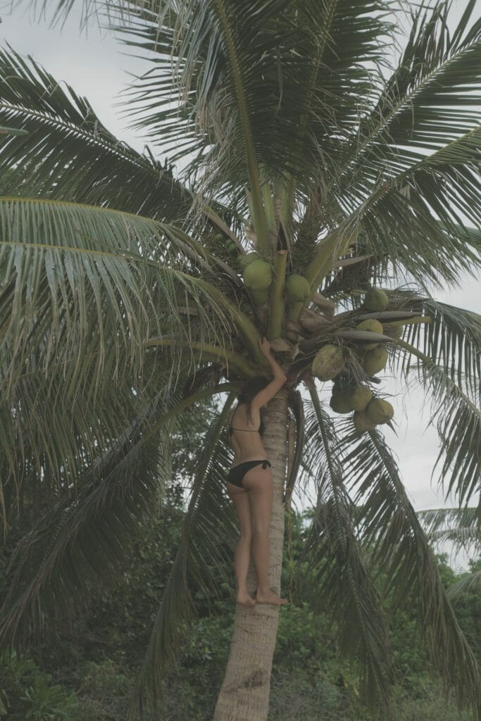 Woman climbing coconut palm tree I Philippines