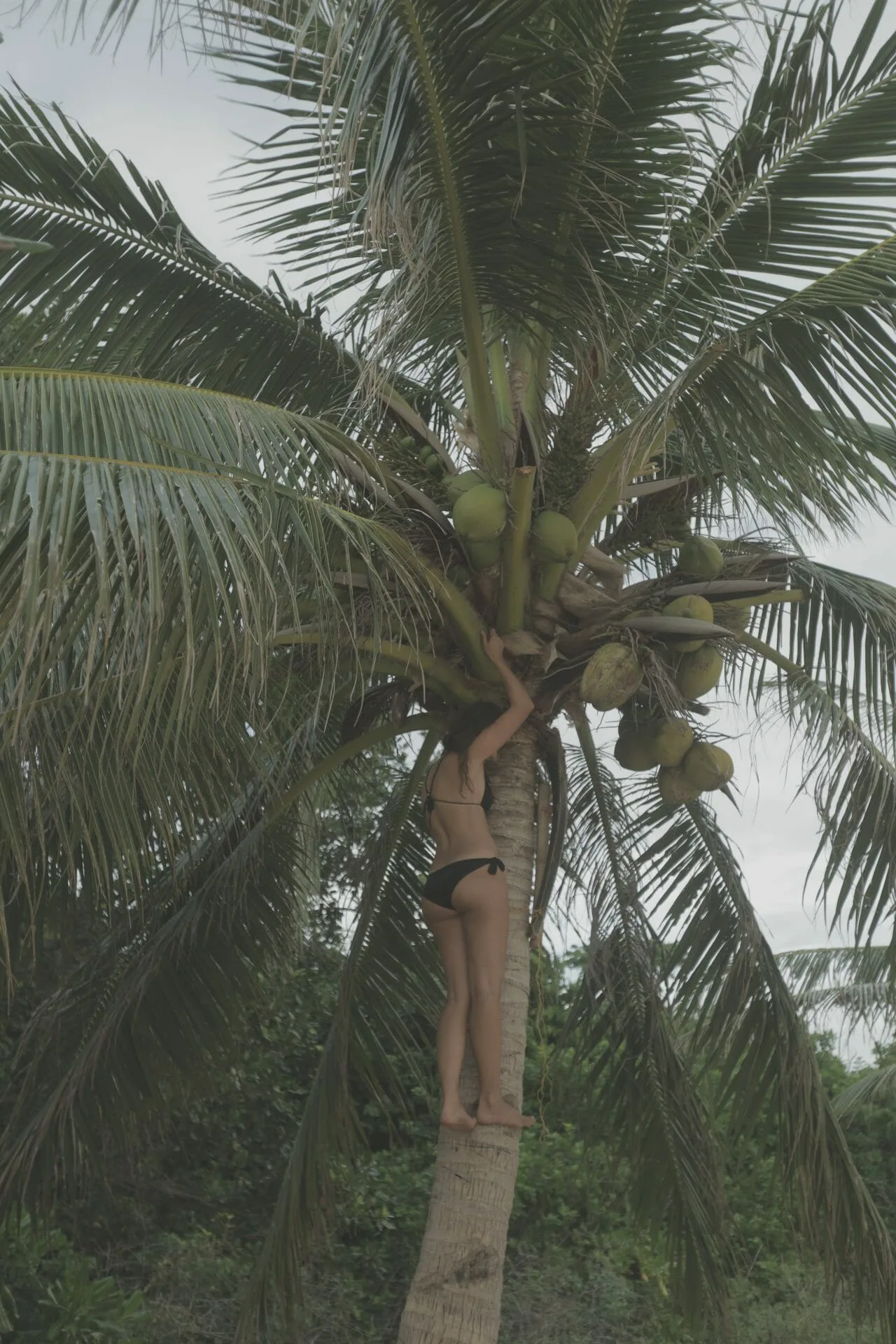 Woman climbing coconut palm tree I Philippines