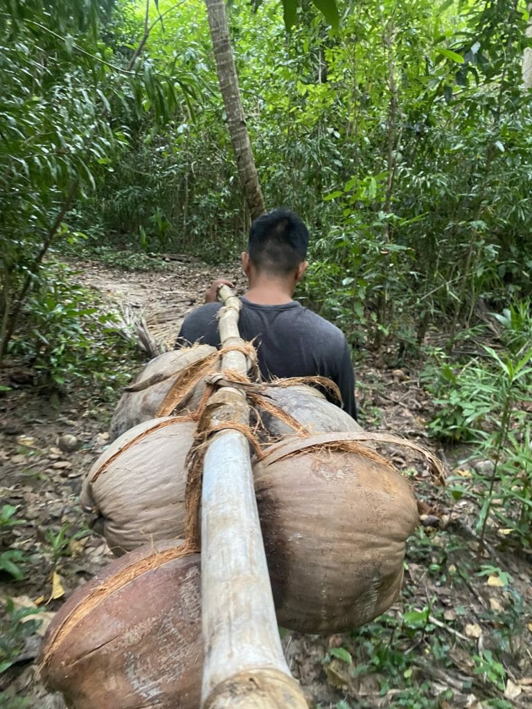 Man carrying coconuts through jungle I Philippines