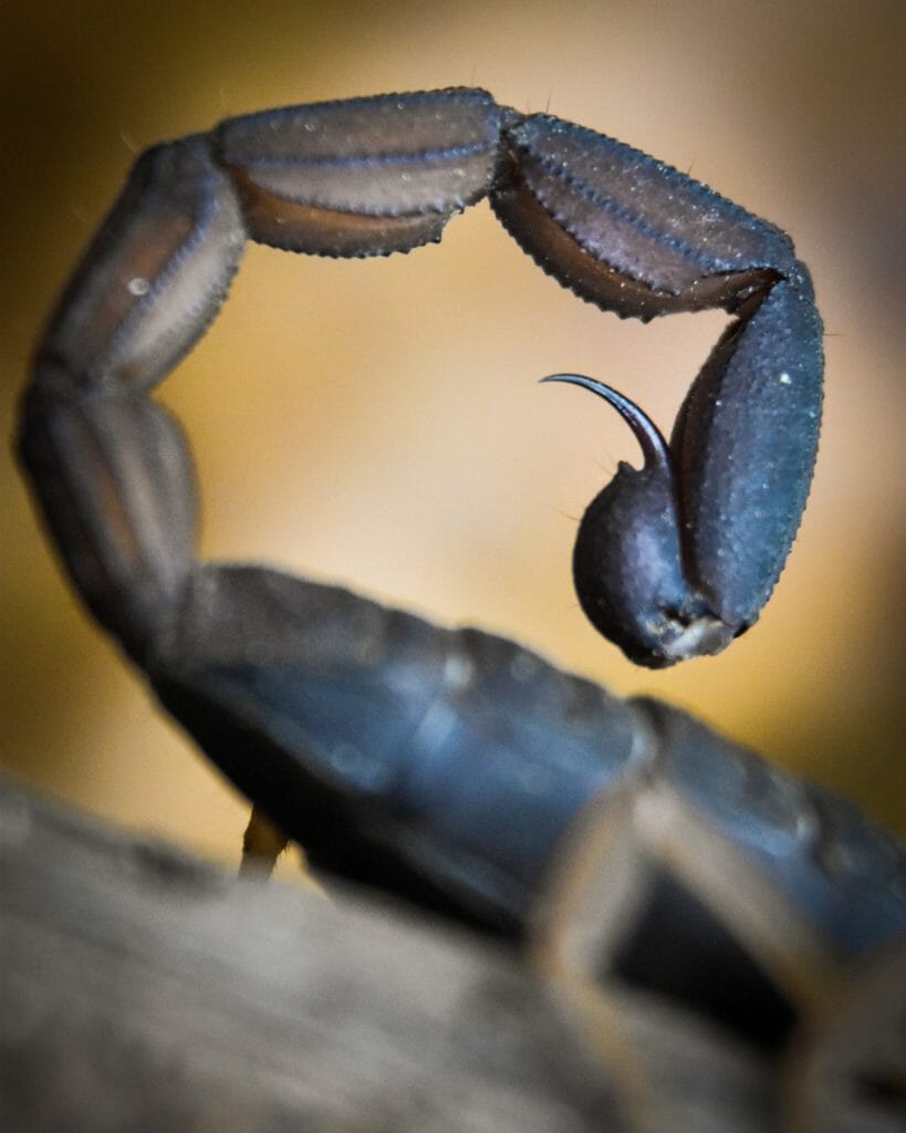 Risks and Dangers 5 Scorpion Sting 1