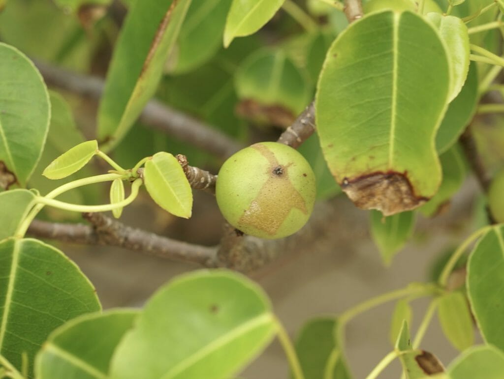 Ditch the Kitchen: How to Cook in the Wild 3 Manchineel apple