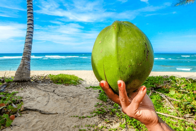 Your Survival Guide on how to find Water in the Wilderness 4 coconut