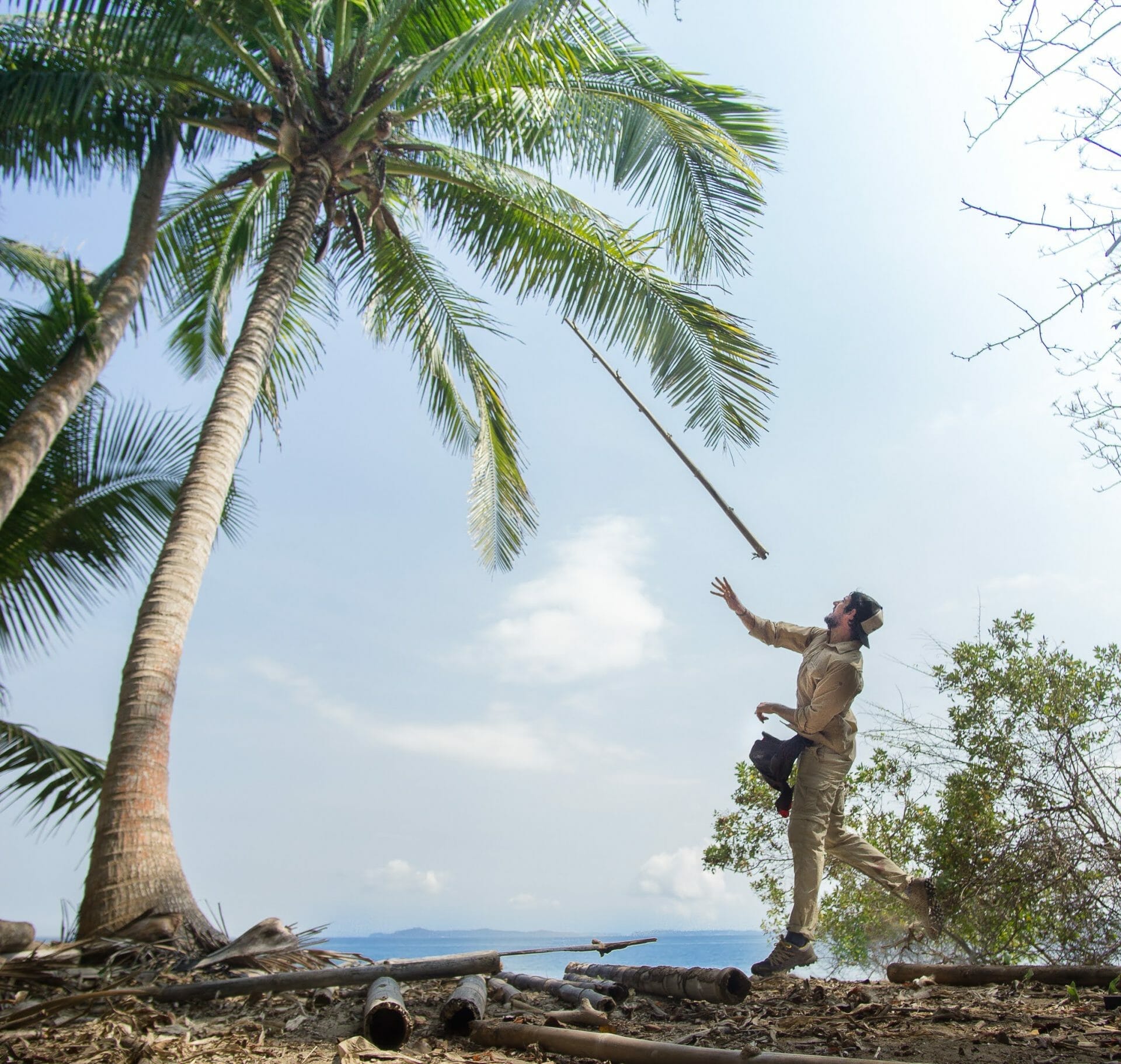 The Coconut Paradox: The Ultimate Guide to Surviving on Coconut Alone 8 Harvesting coconuts