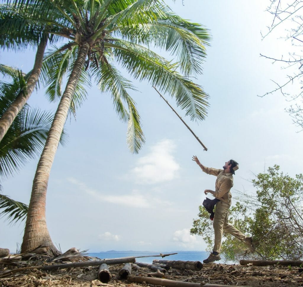 Home 35 Harvesting coconuts