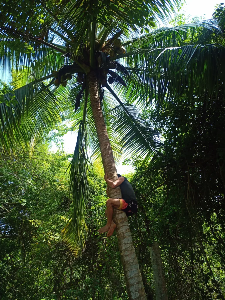 man climbing coconut tree