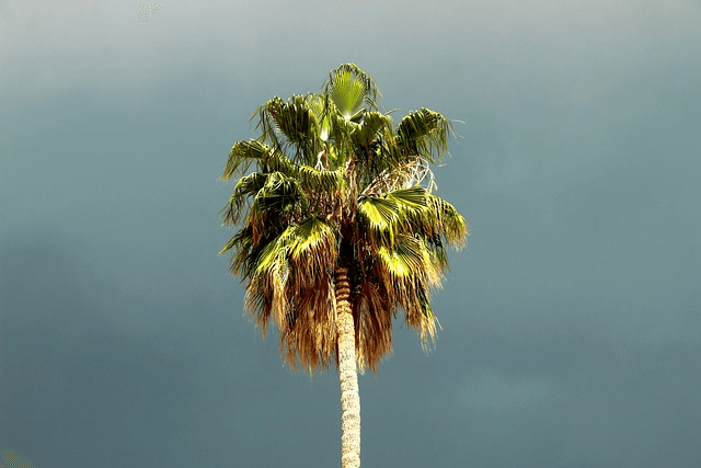 Your Survival Guide on how to find Water in the Wilderness 2 palm tree