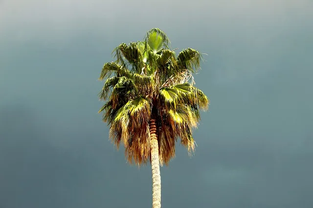 palm tree