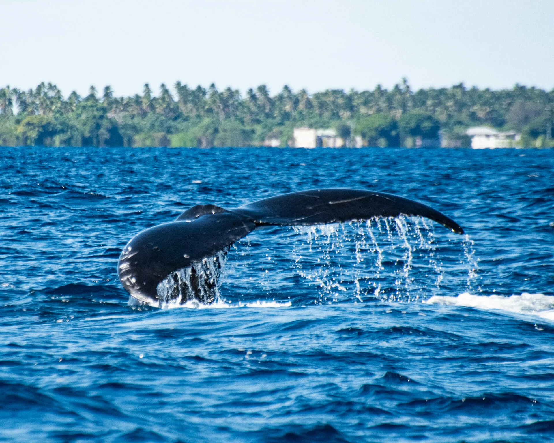 Humpback Whale tail in Tonga