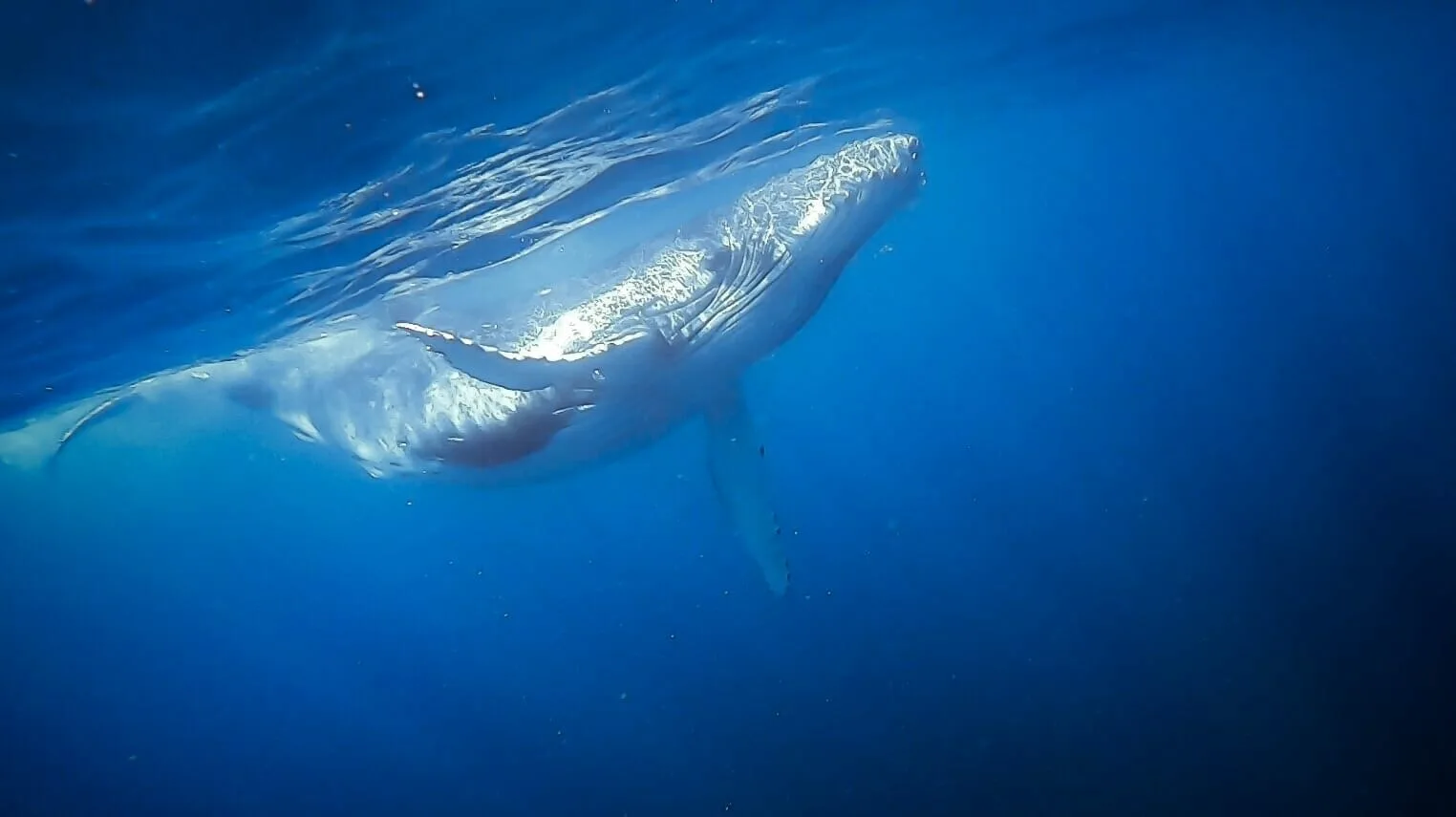 Humpback whales Tonga