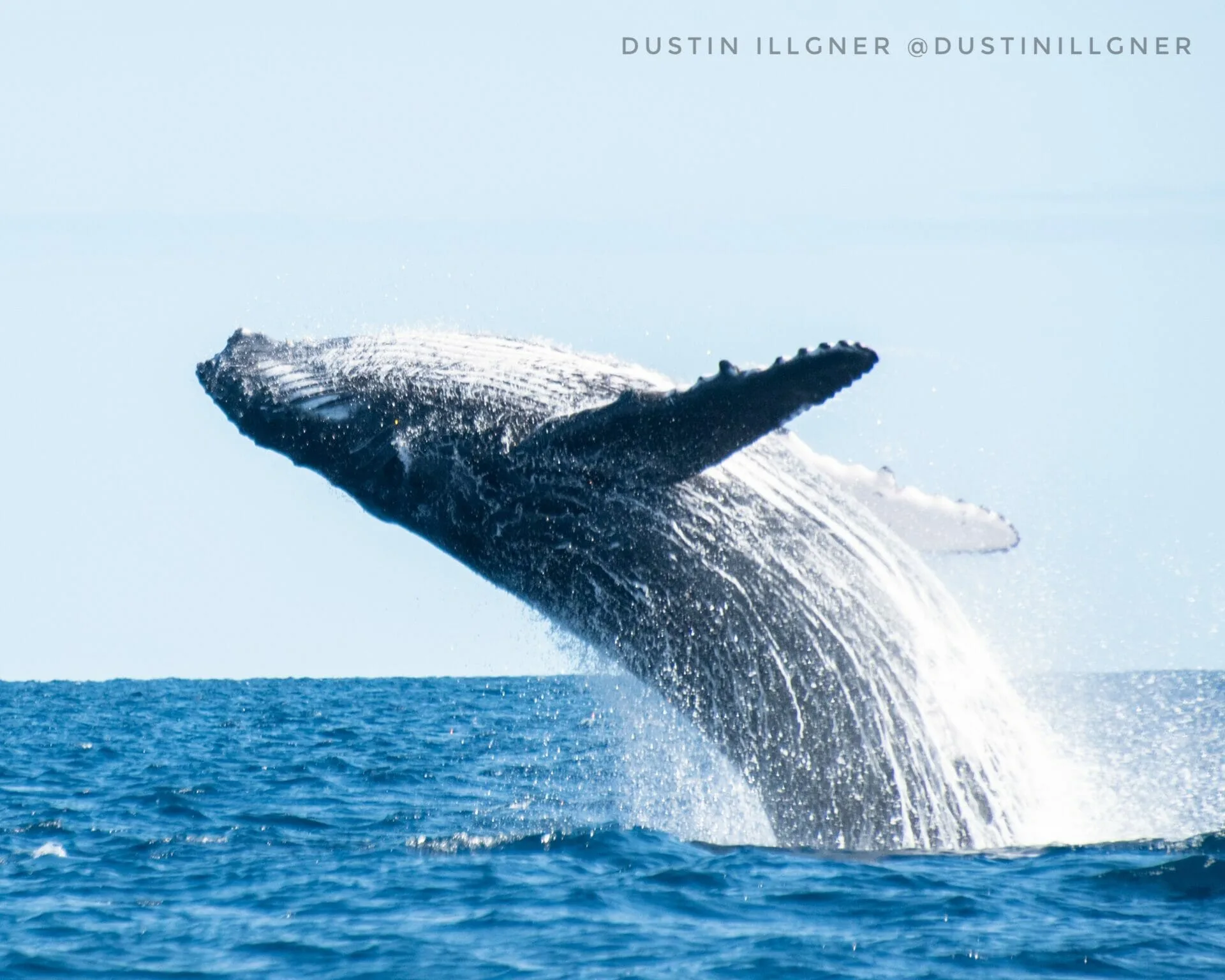 Humpback whale jumps Tonga
