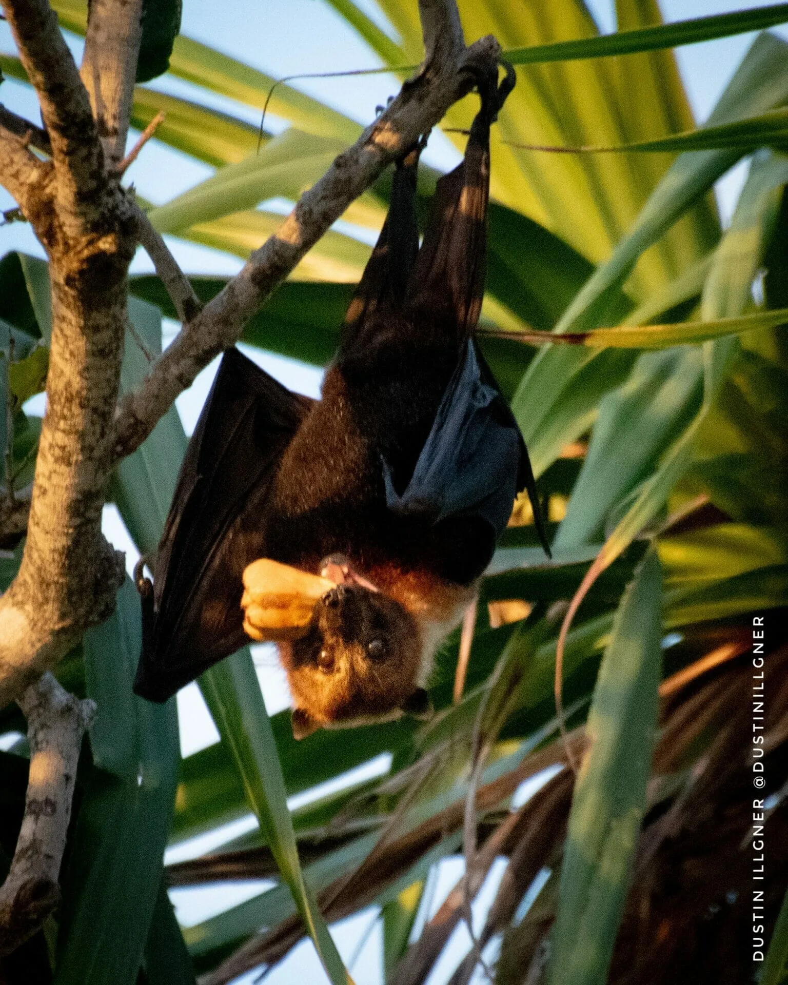 flying fox on a desert island in Tonga