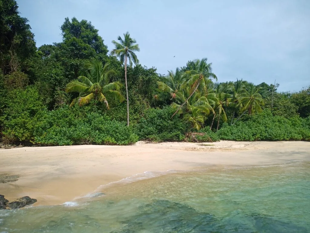 Tropical beach with palm trees and clear water, perfect for a digital detox getaway.