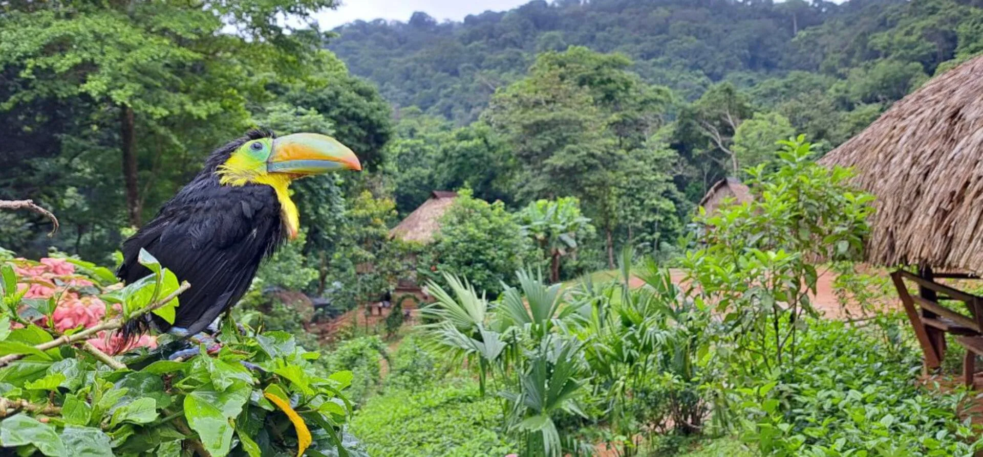 Toucan perched in lush Panama rainforest with thatched-roof buildings in background.