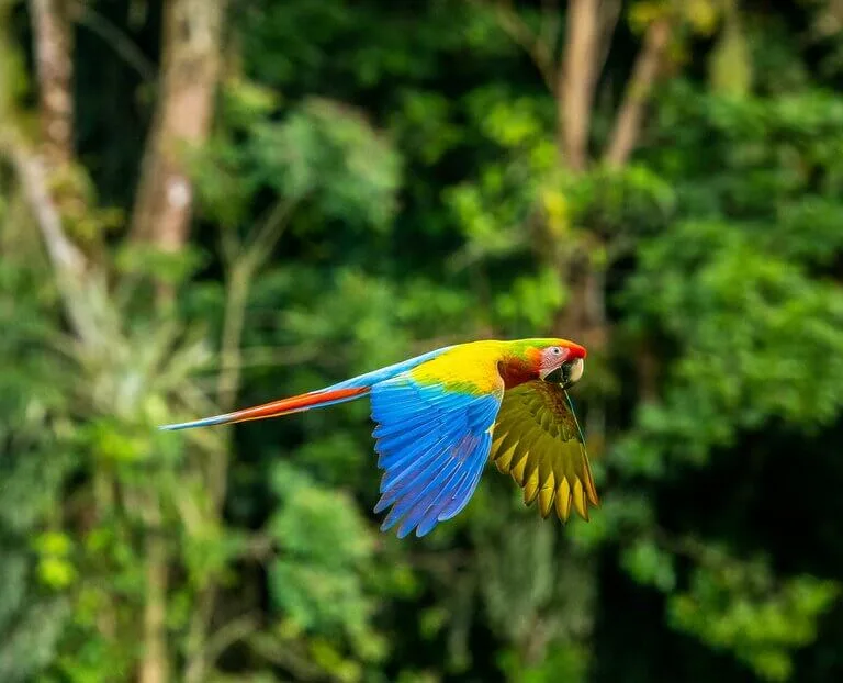 Adventures 10 blue yellow and red parrot