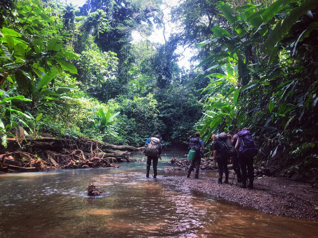 people trekking in jungle