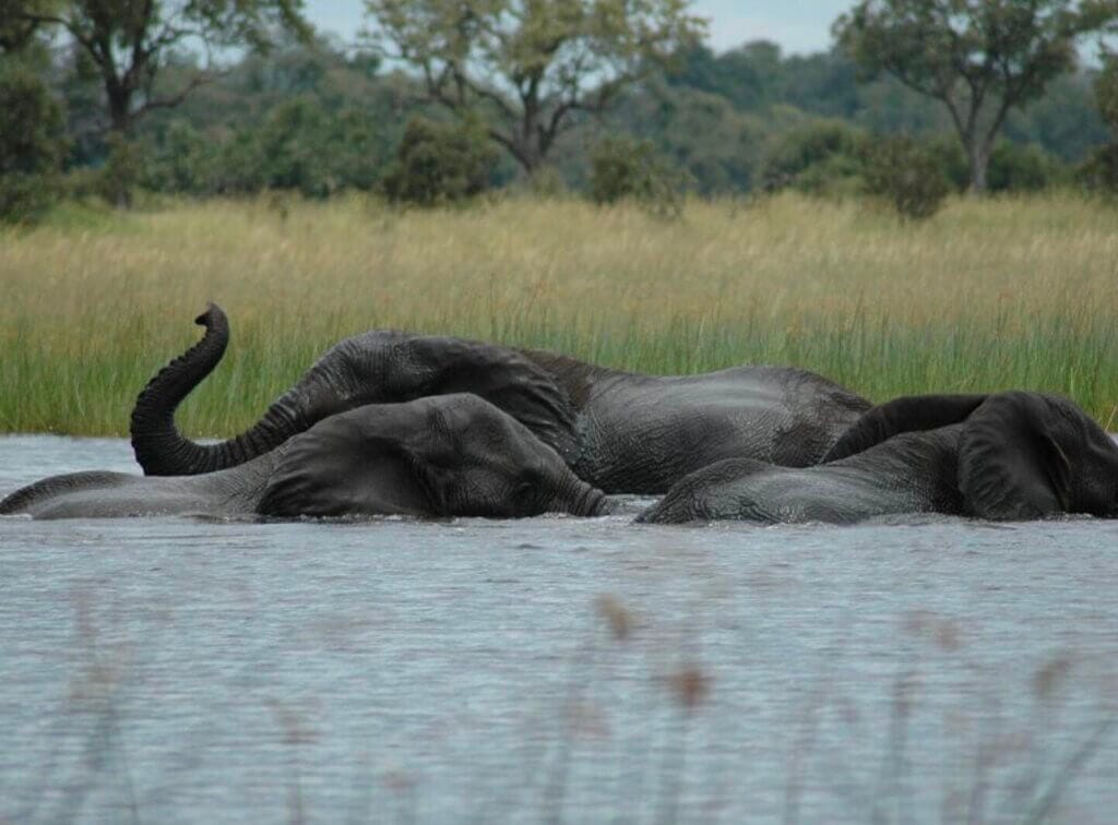Botswana travel guide 10 Screenshot 2024 05 20 at 17.32.52