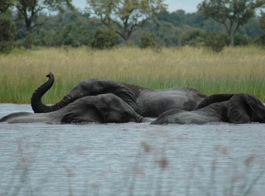 Elephants swimming in Botswana, part of a luxury safari experience.