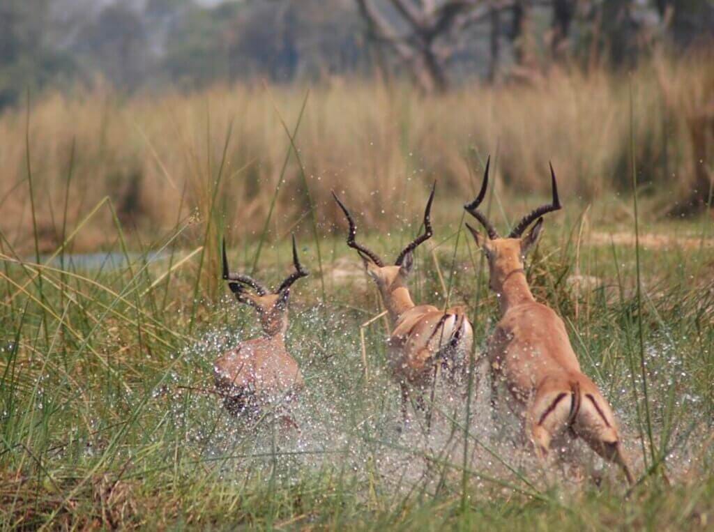 Botswana travel guide 9 Screenshot 2024 05 20 at 17.34.12