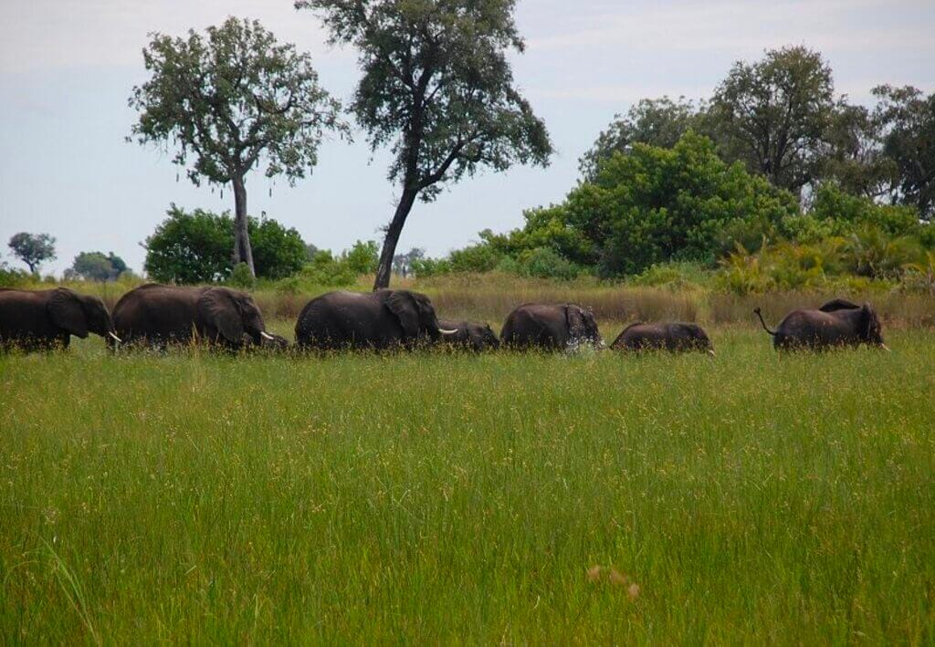 Elephants in the Okavango delta