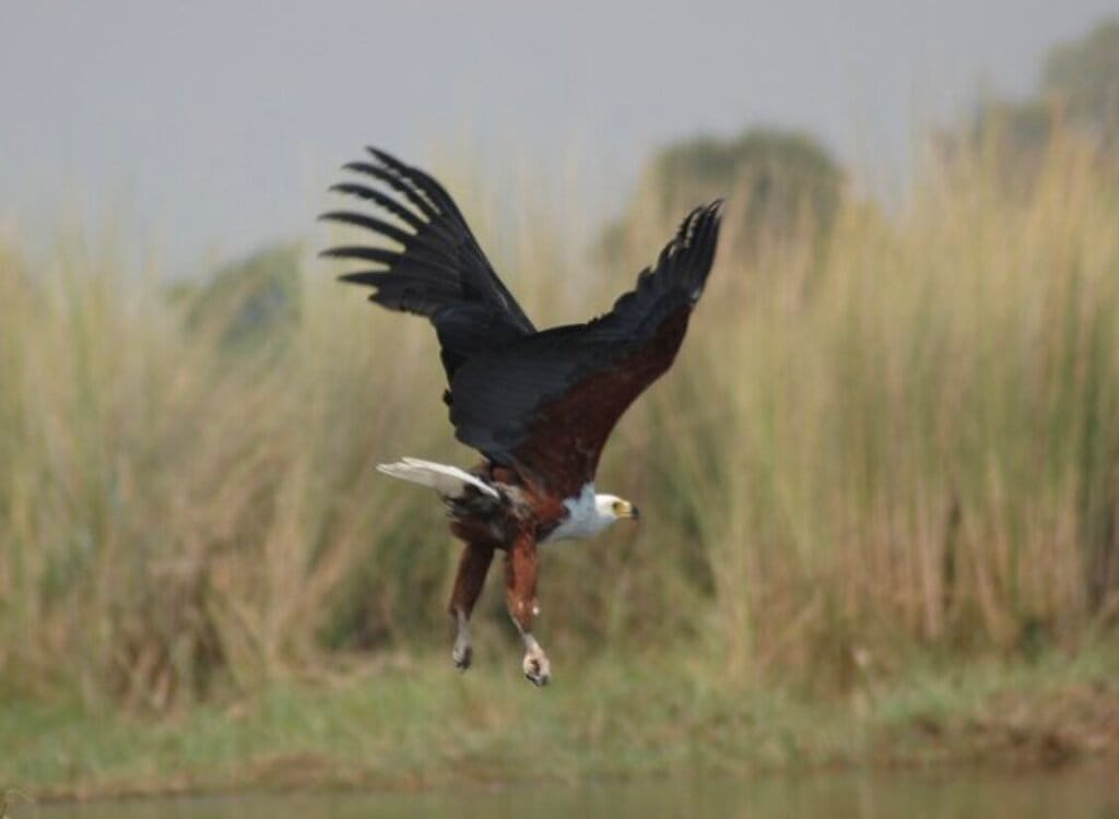 eagle in botswana