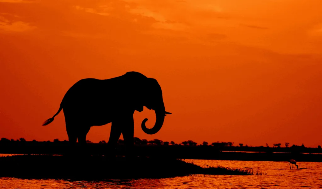 Botswana sunset silhouette: Elephant wading in water.