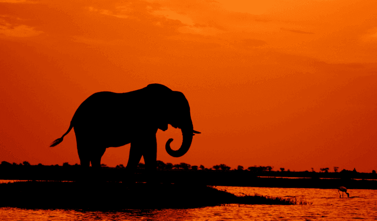 botswana guide