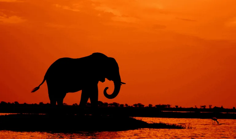 Botswana Kayak, BUshcraft & Luxury Safari Botswana sunset silhouette: Elephant wading in water.