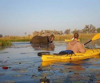 Adventures 8 elephant in river and people in kayaks
