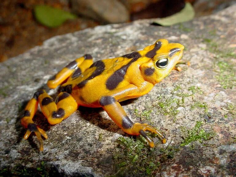 Golden frog with black stripes, a striking example of animals of Panama, perched on a mossy rock.