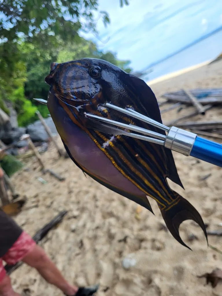 fish caught by spearfishing Indonesia