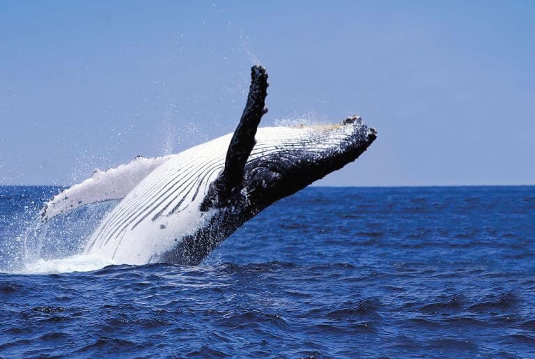 The Diverse Animals species in Panama 5 humbpack whales