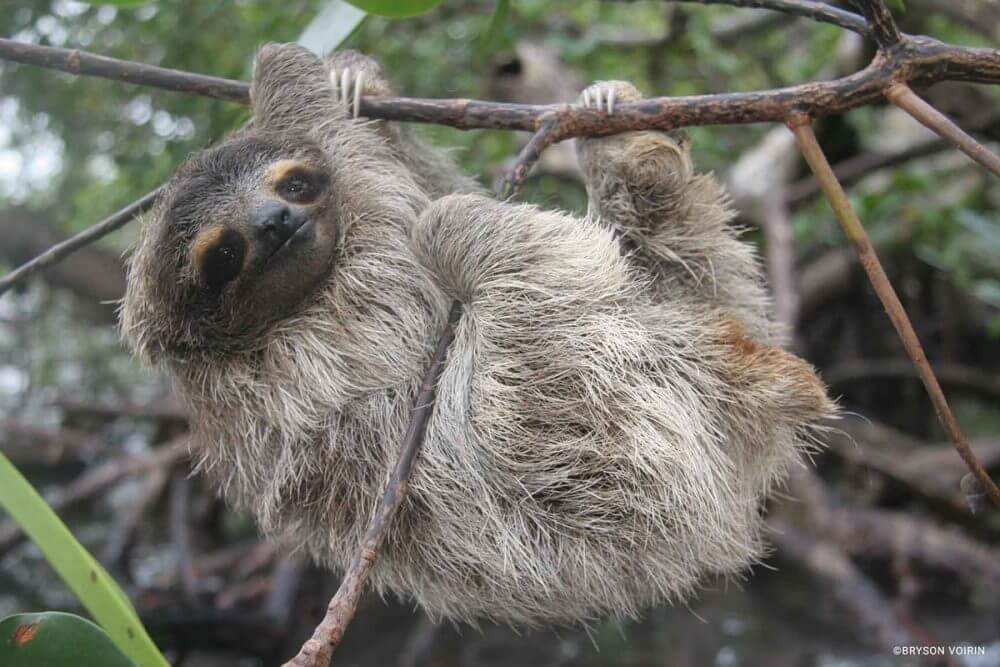 The Diverse Animals species in Panama 7 Sloth Panama
